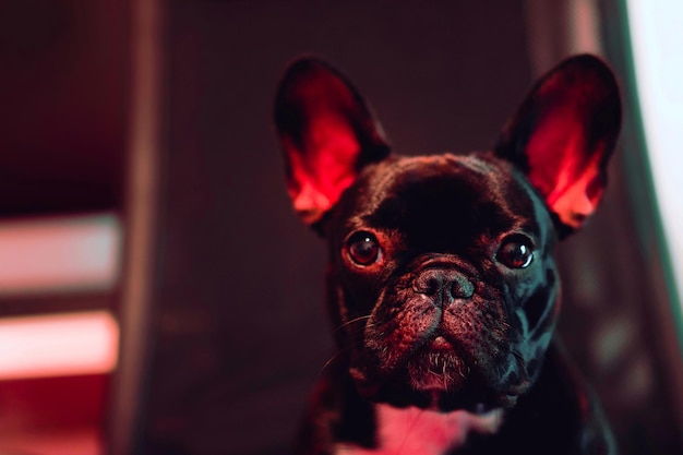 Retrato de perro en primer plano