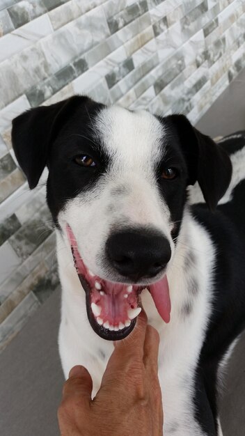 Foto retrato de perro en primer plano