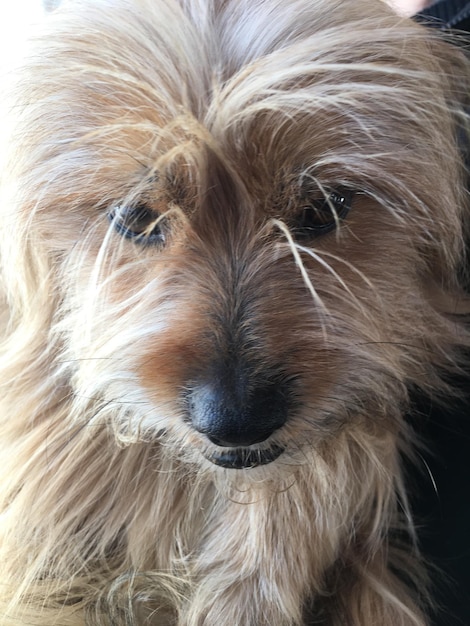 Foto retrato de un perro en primer plano