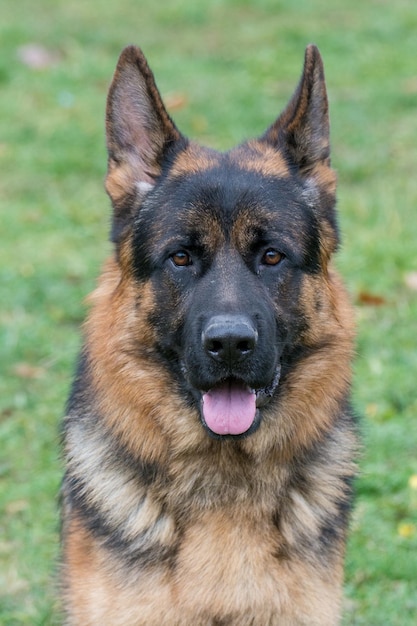 Foto retrato de perro en primer plano