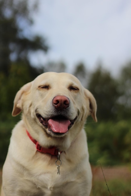 Foto retrato de un perro en primer plano