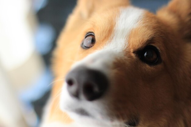 Foto retrato de perro en primer plano