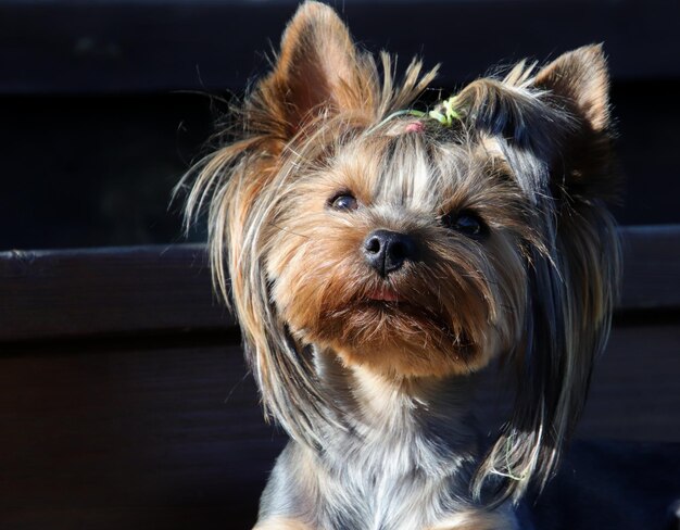 Foto retrato de perro en primer plano