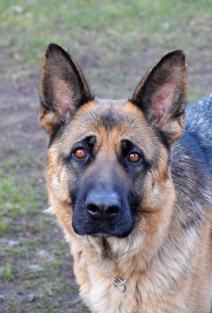 Foto retrato de perro en primer plano