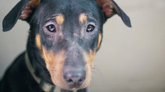 Retrato de un perro en primer plano