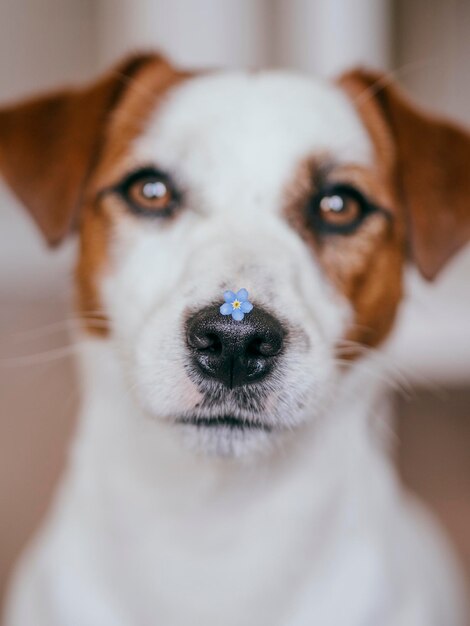 Foto retrato de perro en primer plano