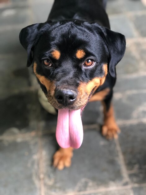 Foto retrato de un perro en primer plano