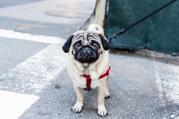 Retrato de un perro en primer plano