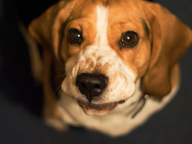 Foto retrato de perro en primer plano