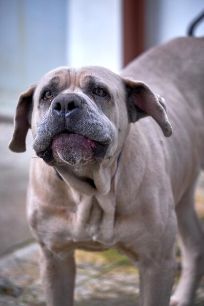 Retrato de un perro en primer plano