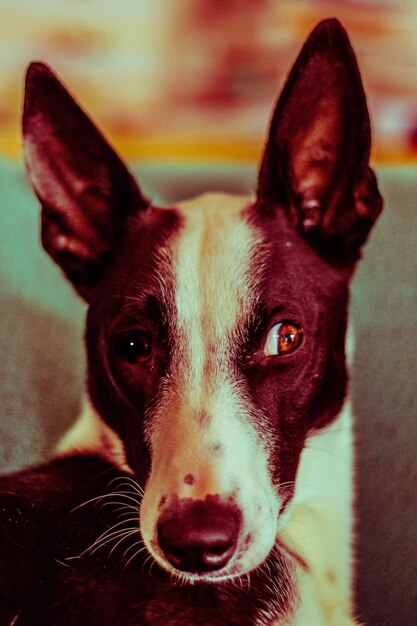 Foto retrato de perro en primer plano