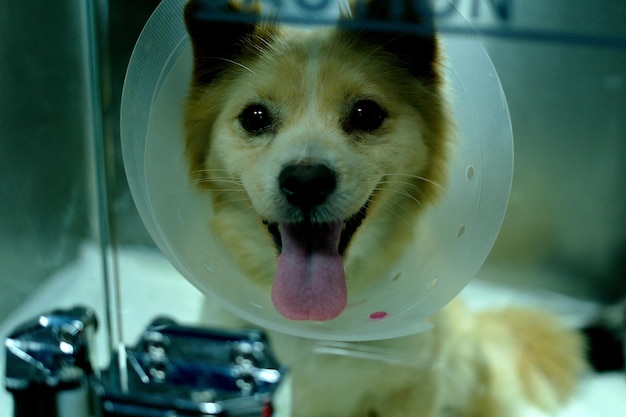 Retrato de perro en primer plano