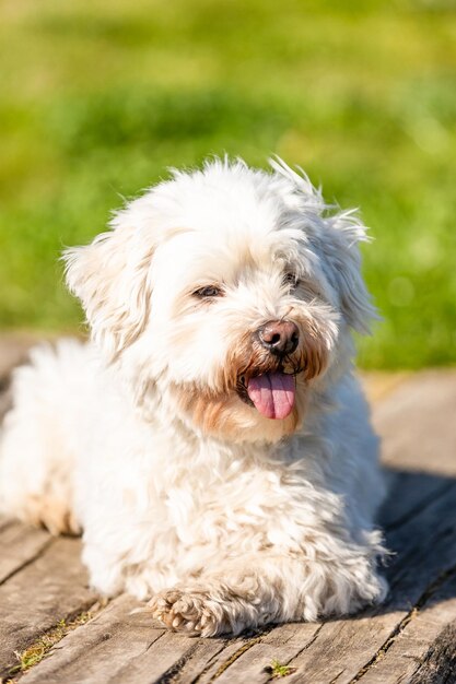 Foto retrato de un perro en primer plano