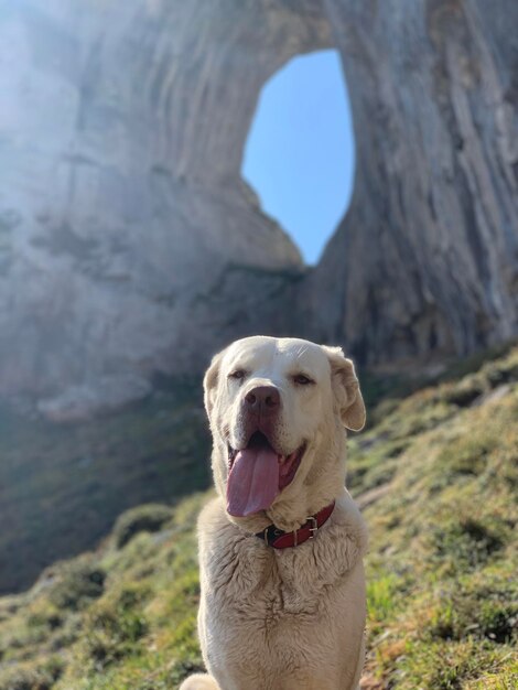 Retrato de un perro en primer plano