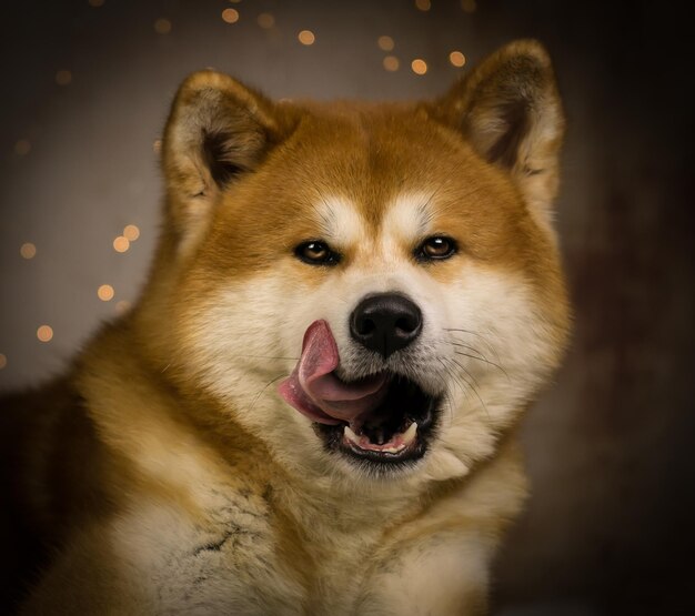 Retrato de perro en primer plano
