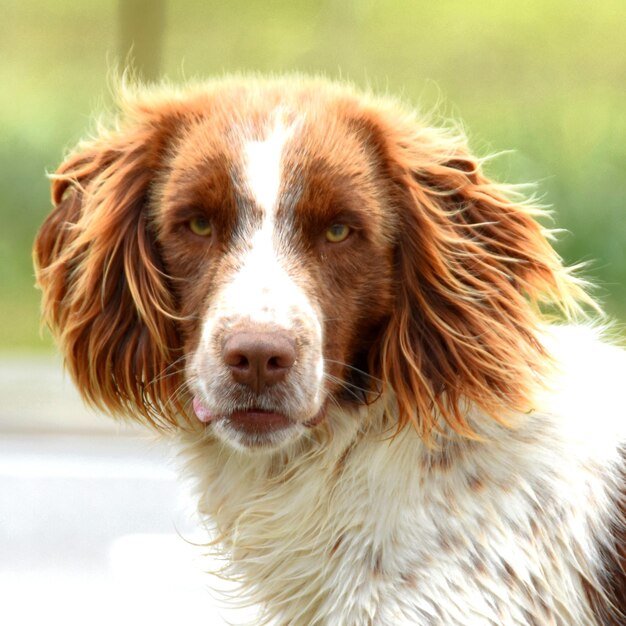 Foto retrato de un perro en primer plano