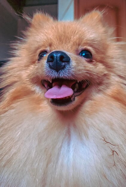 Foto retrato de un perro en primer plano