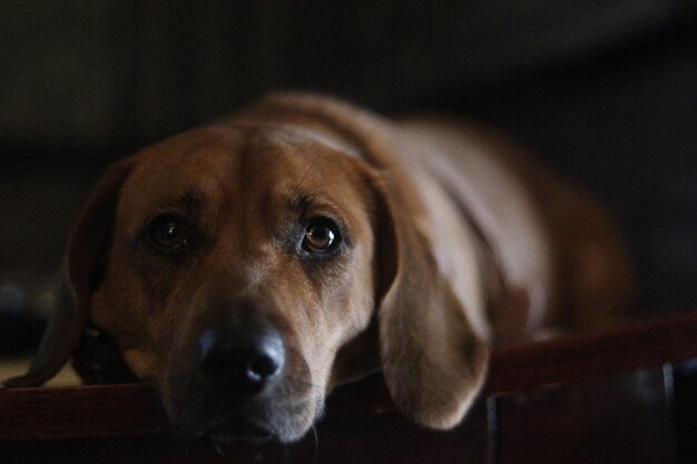 Retrato de perro en primer plano