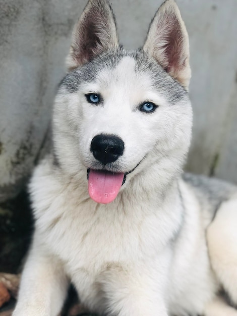 Foto retrato de un perro en primer plano