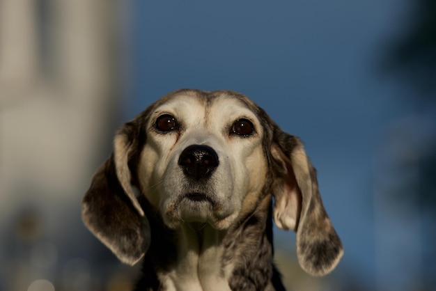 Foto retrato de perro en primer plano