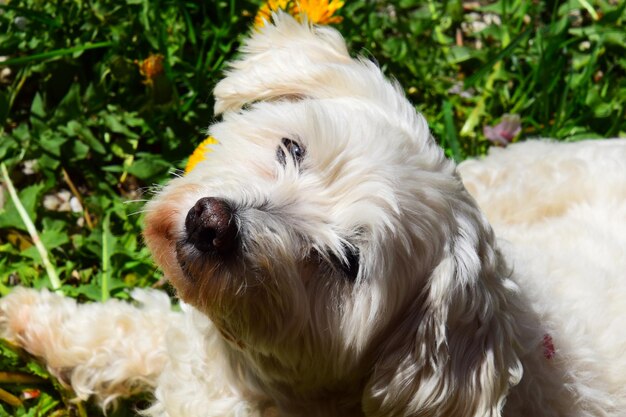 Foto retrato de un perro en primer plano