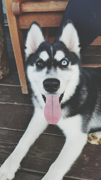 Foto retrato de un perro en primer plano