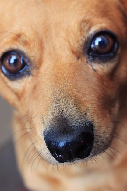 Foto retrato de perro en primer plano