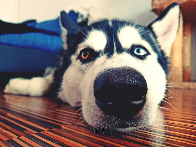 Foto retrato de un perro en primer plano