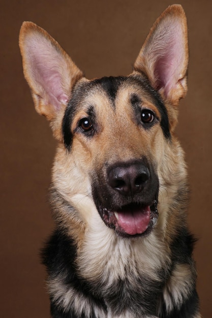 Retrato de un perro en primer plano