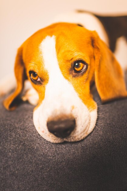 Foto retrato de un perro en primer plano