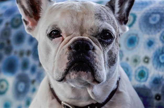 Retrato de perro en primer plano
