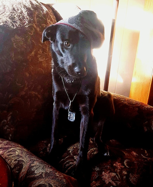 Foto retrato de un perro en primer plano