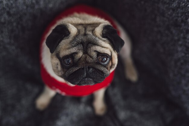 Foto retrato de perro en primer plano