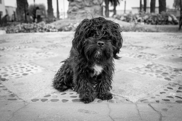 Foto retrato de perro en primer plano