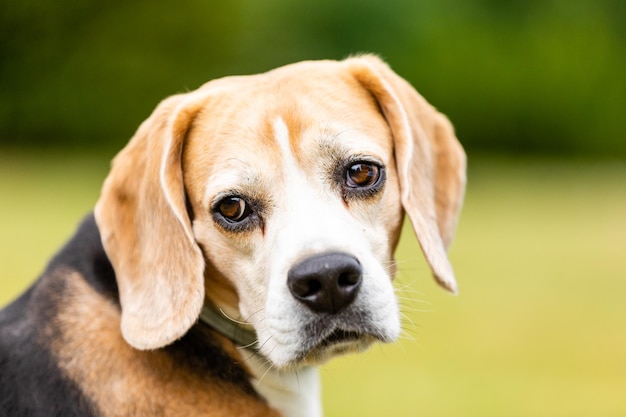 Retrato de un perro en primer plano