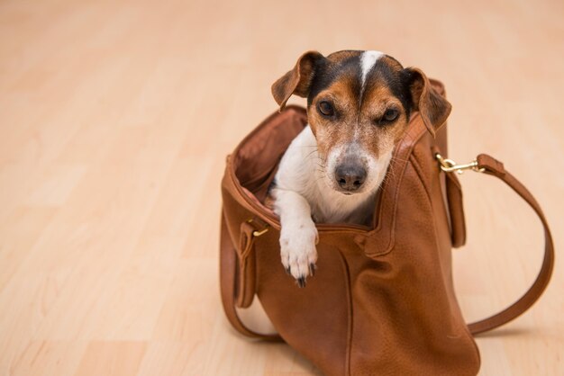 Foto retrato de un perro en primer plano