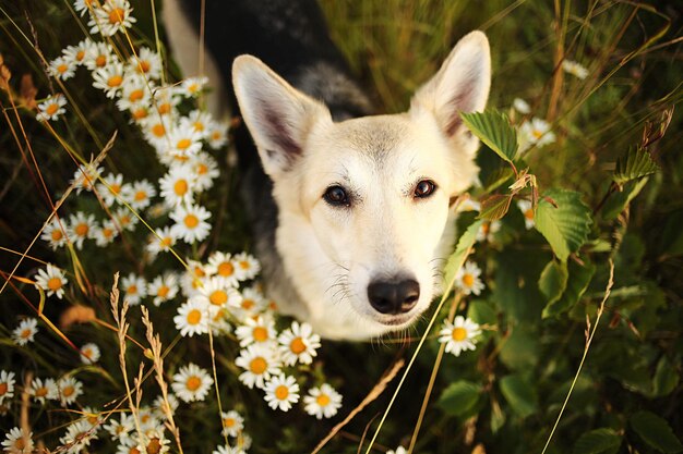 Foto retrato de un perro en primer plano