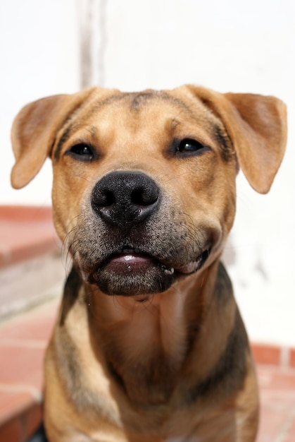 Retrato de perro en primer plano