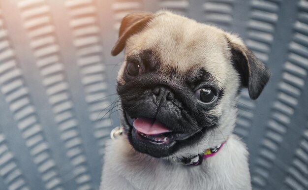 Retrato de un perro en primer plano