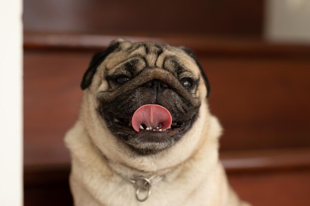 Foto retrato de un perro en primer plano