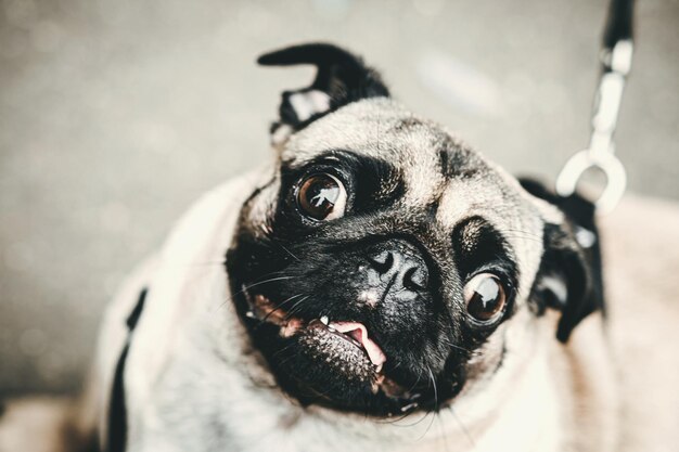 Foto retrato de un perro en primer plano