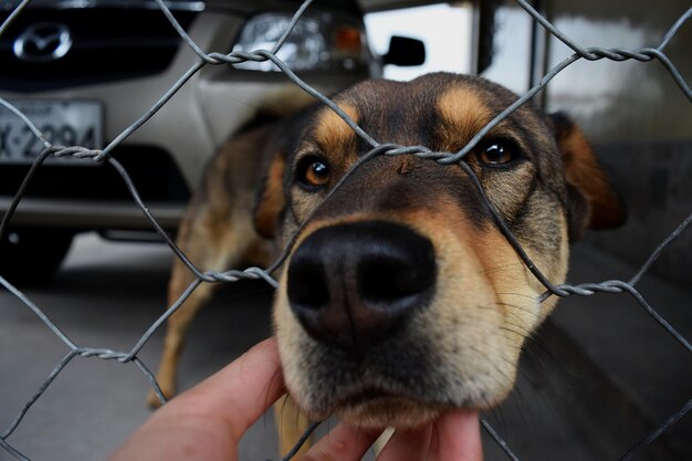 Foto retrato de perro en primer plano