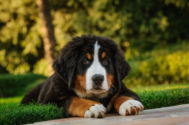 Foto retrato de un perro en primer plano