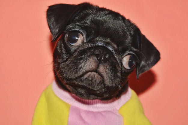 Foto retrato de un perro en primer plano