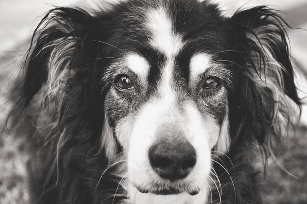 Foto retrato de perro en primer plano