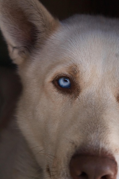 Foto retrato de un perro en primer plano