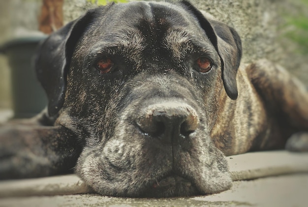 Foto retrato de un perro en primer plano