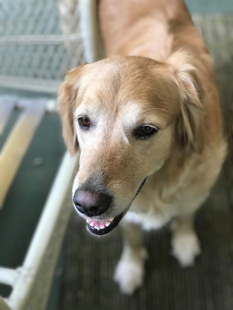 Retrato de un perro en primer plano