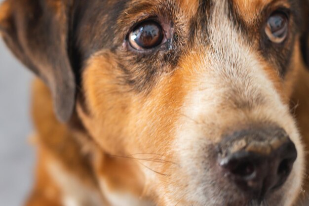 Foto retrato de perro en primer plano