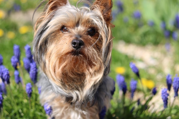 Retrato de un perro en primer plano